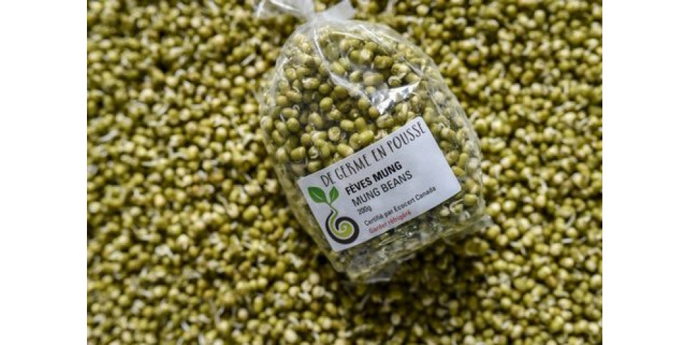 Mung Beans organic sprouts